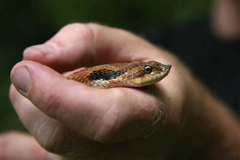 Western Hognose Snake Size: How Big Do They Get? - ReptileHow.com