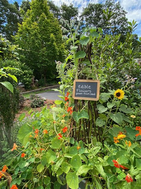 Growing Edible Flowers - Hyannis Country Garden