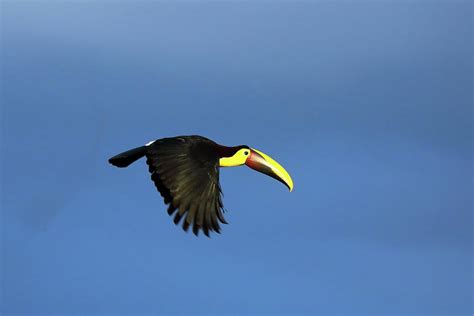 Yellow-throated Toucan in flight Photograph by Alex Nikitsin - Fine Art America