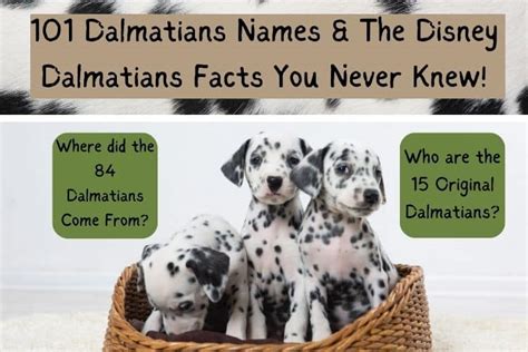 101 Dalmatians Names & 15 Disney Dalmatians Facts!