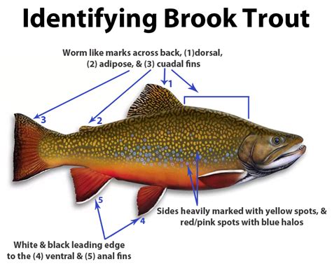 Trout Smart Series: An Insider's Look at Catching Brook Trout on the Fly - Ascent Fly Fishing