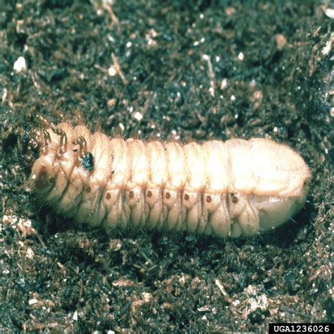 Green June Beetle larva (Cotinis nitidus) {!--초록풍이 애벌레(미국)-->; Image ONLY