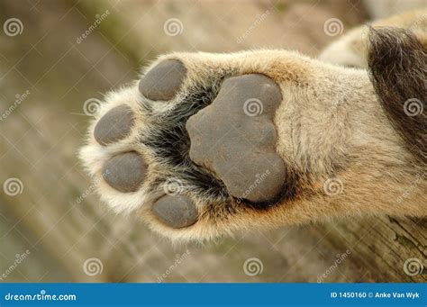 Patte de lion photo stock. Image du bête, adorable, dangereux - 1450160