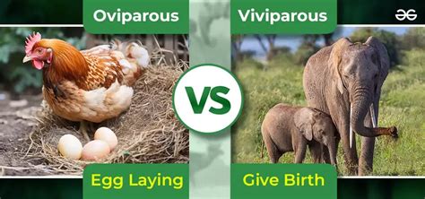 Overview On Viviparous, Oviparous & Development of Embryo