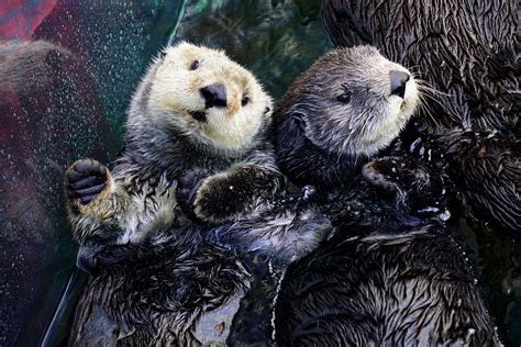 Sea Otter | Live cam | Monterey Bay Aquarium