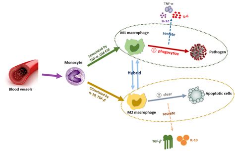 Simplified mechanism of monocyte development. | Download Scientific Diagram