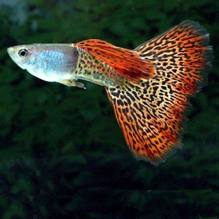 Red mix Male Guppy M/l - Aquatics To Your Door