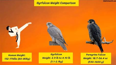 Gyrfalcon Size Comparison