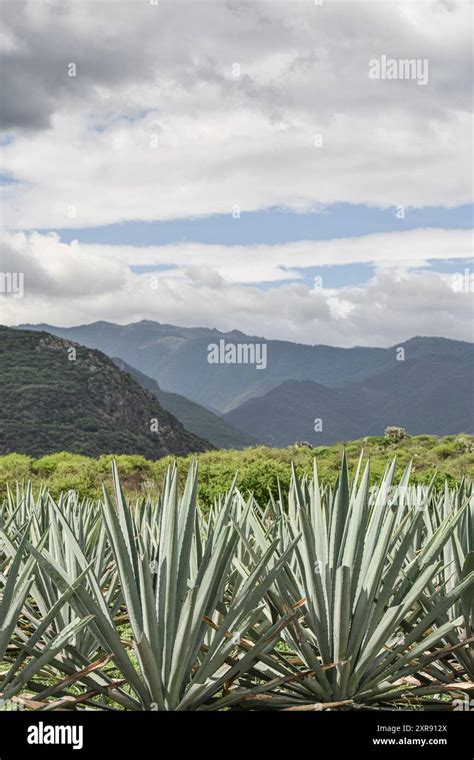 Oaxaca, Mezcal agave field. Mexican agave plantation Stock Photo - Alamy