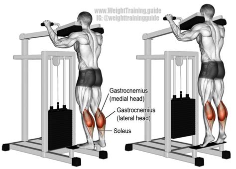 Machine standing calf raise instructions and video | Weight Training Guide | Standing calf raise ...