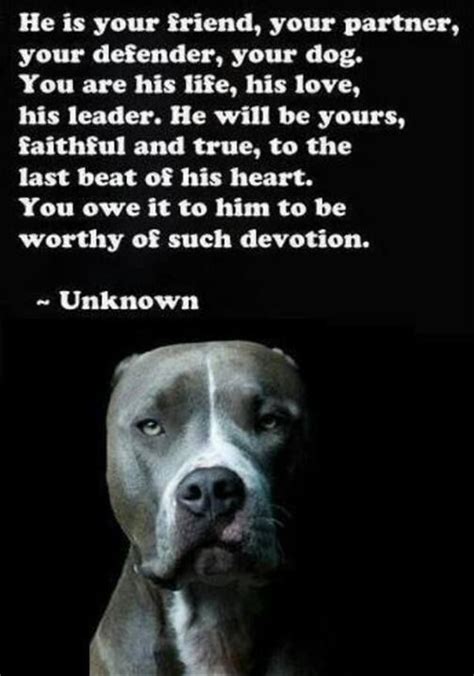 Funny Pitbull Dog Quotes - ShortQuotes.cc