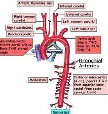 Anatomy Mod 3: the lungs flashcards | Quizlet