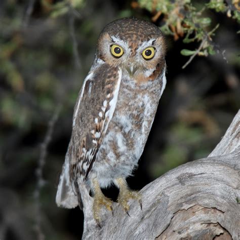 All 13 Owls in New Mexico [With Sounds & Pictures]