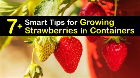 7+ Smart Tips for Growing Strawberries in Containers