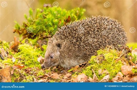 Hedgehog in Natural Woodland Habitat Stock Photo - Image of favourite, animal: 142488816