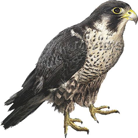 Falcon clipart 3 - WikiClipArt