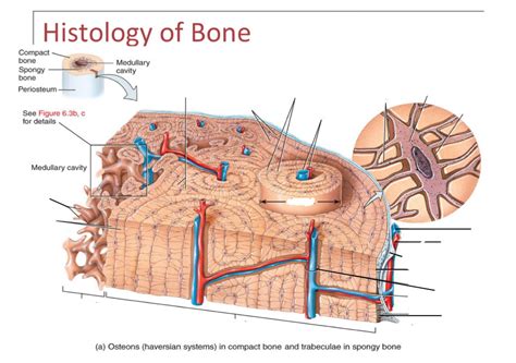 Skeletal System Part 2: Histology of bone: Osteon Diagram | Quizlet