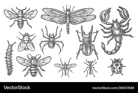 Top 79+ insects sketch images super hot - seven.edu.vn