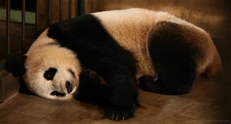 Tired Panda GIF - Find & Share on GIPHY