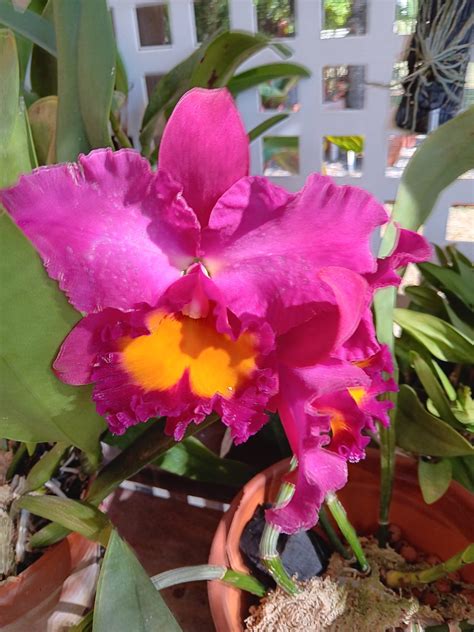 Orchid Show and Sale - Compass Media