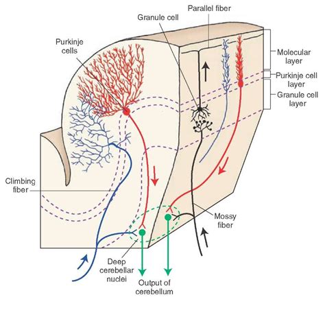 Purkinje Fibers Cerebellum