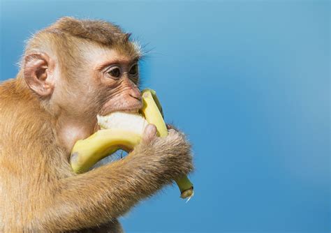 Why Do Monkeys Love Bananas? | Wonderopolis