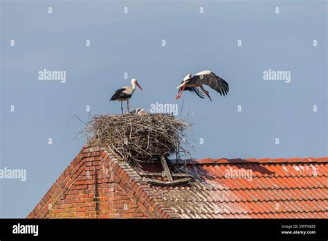 White storks at nest Stock Photo - Alamy