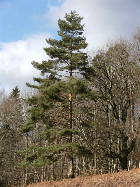 Scots Pine, Scotch Pine, (pinus sylvestris)