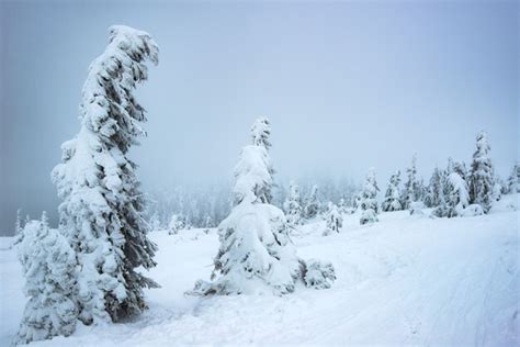 Premium Photo | Beautiful snowy spruce trees in all snowed landscape