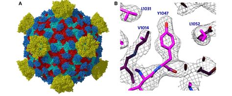 a 3.3 A ˚ structure of a non-enveloped icosahedral virus using ...