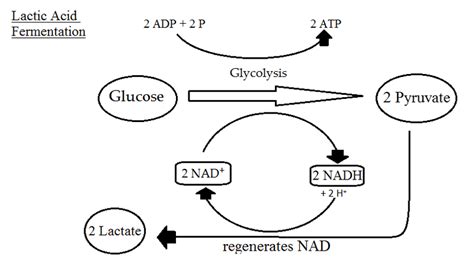 Fermentation, mitochondria and regulation | Biological Principles