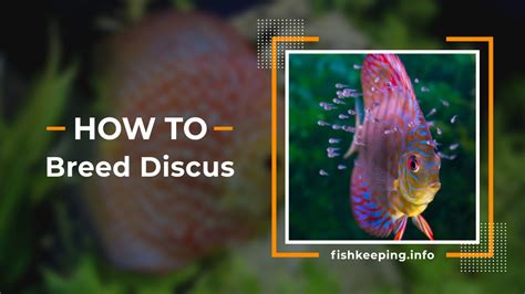 Step by Step guide to breeding discus fish - King of Aquarium - Fishkeeping.info