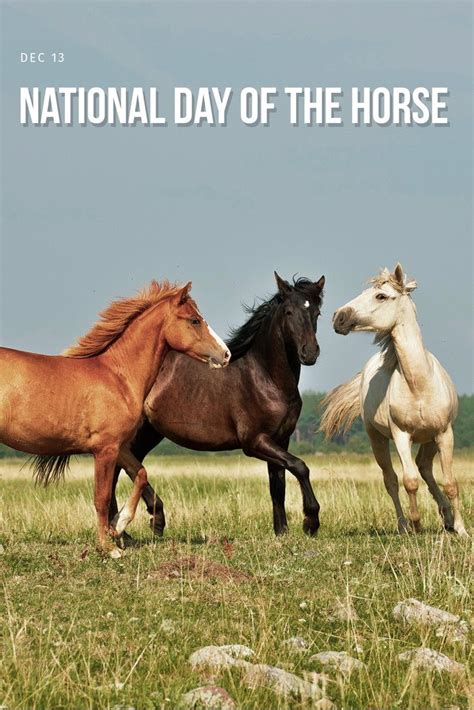 National Day of the Horse in 2021 | Horses, Cat lovers, Animal lover