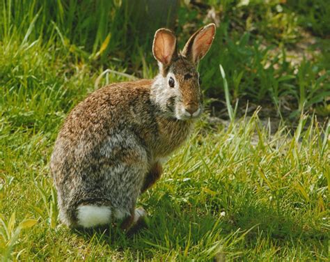 Eastern Cottontail - Sylvilagus floridanus - NatureWorks