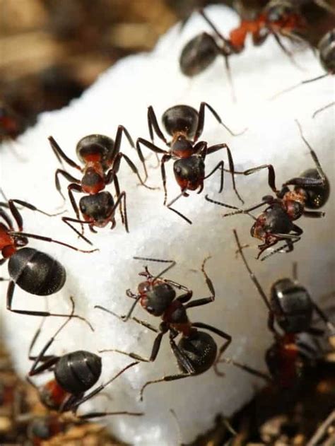 Sugar Ants Explained (with Photos) + DIY Removal Instructions - Planet Natural