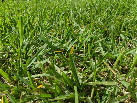 Is There a Difference Between Floratam and St. Augustine Grass? - Cape Coral Landscape Company | CWG