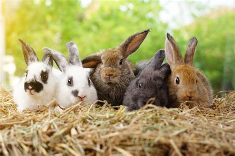 Meet the Rabbit Breeds - The Rabbit Hop