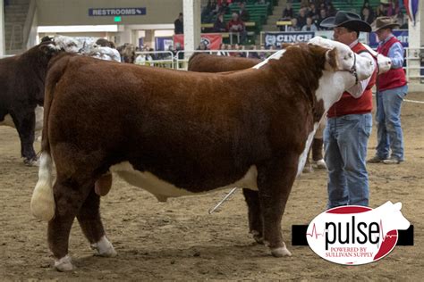 NWSS | Open Polled Hereford Bulls | The Pulse