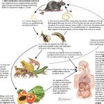 Life cycle of Angiostrongylus cantonensis