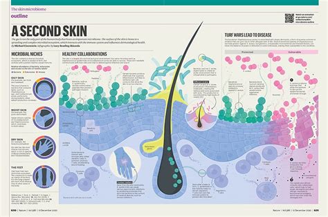 The skin microbiome and its relationship with the human body explained | Science illustration ...