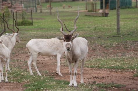 Addax Antelope - Altina Wildlife Park