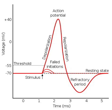 Action Potential – Earth's Lab