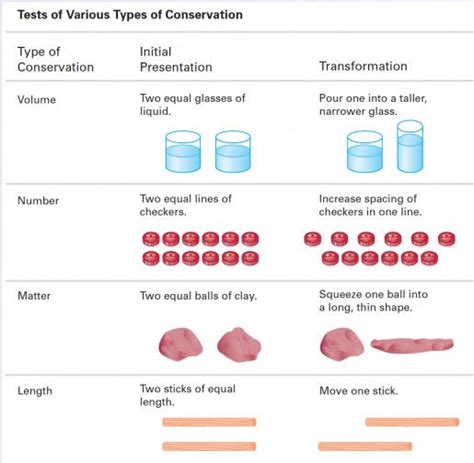 Piagetian Conservation Tasks | Cognitive development, Therapy ...