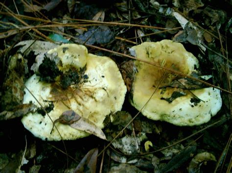 Possibly edible stalked polypore? - Mushroom Hunting and Identification - Shroomery Message Board