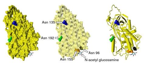 Antithrombin - wikidoc