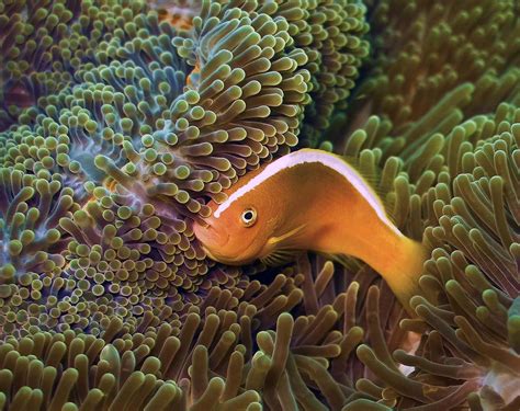 Clownfish species, variants, and classification! - Page 2 - Fish Forum - Nano-Reef.com Forums