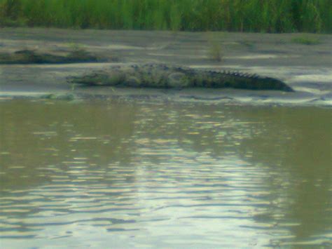 Tortuguero Wildlife Tour - All You Need to Know BEFORE You Go (2024)