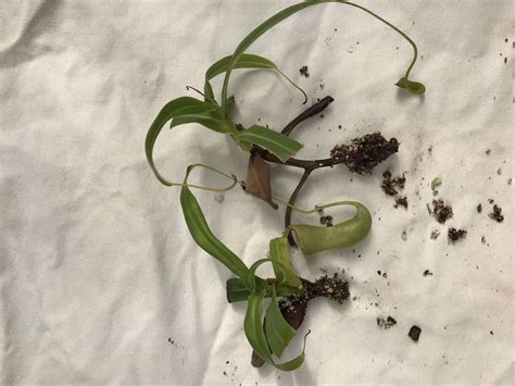 Nepenthes ventricosa (black peristome) rooted cutting - Carnivorous ...