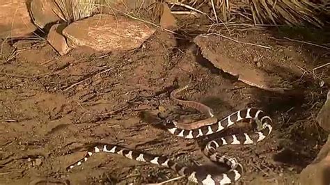 king snake vs rattlesnake - YouTube