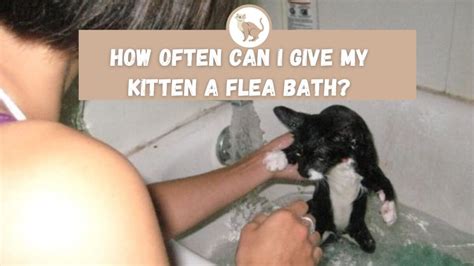 How Often Can I Give My Kitten a Flea Bath - The Kitty Expert